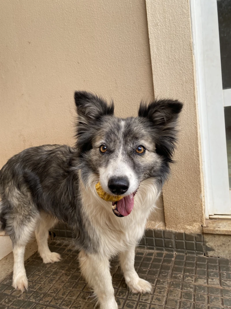 Cachorro sorrindo
