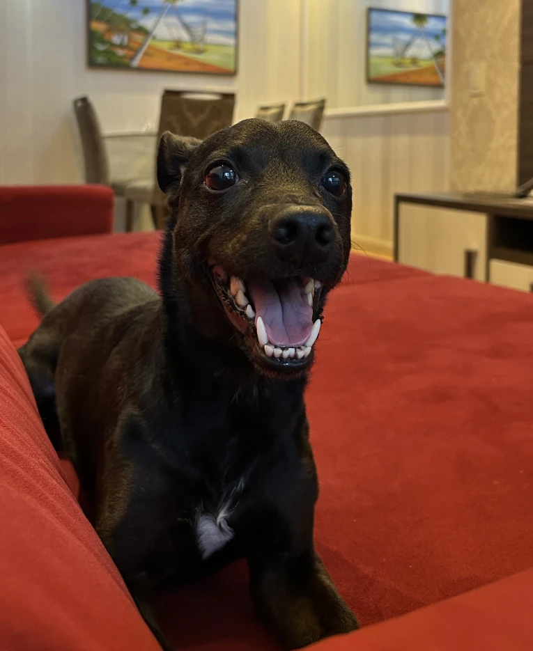 Cachorro em passeio
